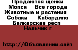 Продаются щенки Мопса. - Все города Животные и растения » Собаки   . Кабардино-Балкарская респ.,Нальчик г.